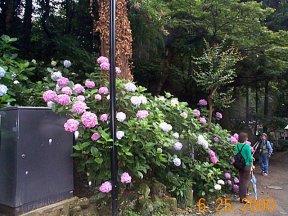 flowers at the shrine
