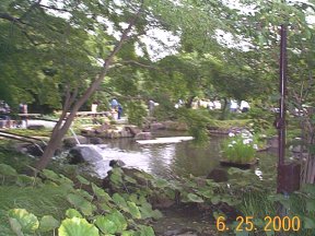Japanese pond at shrine